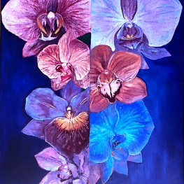 Orchidea w różu