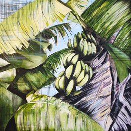 Musa Plant