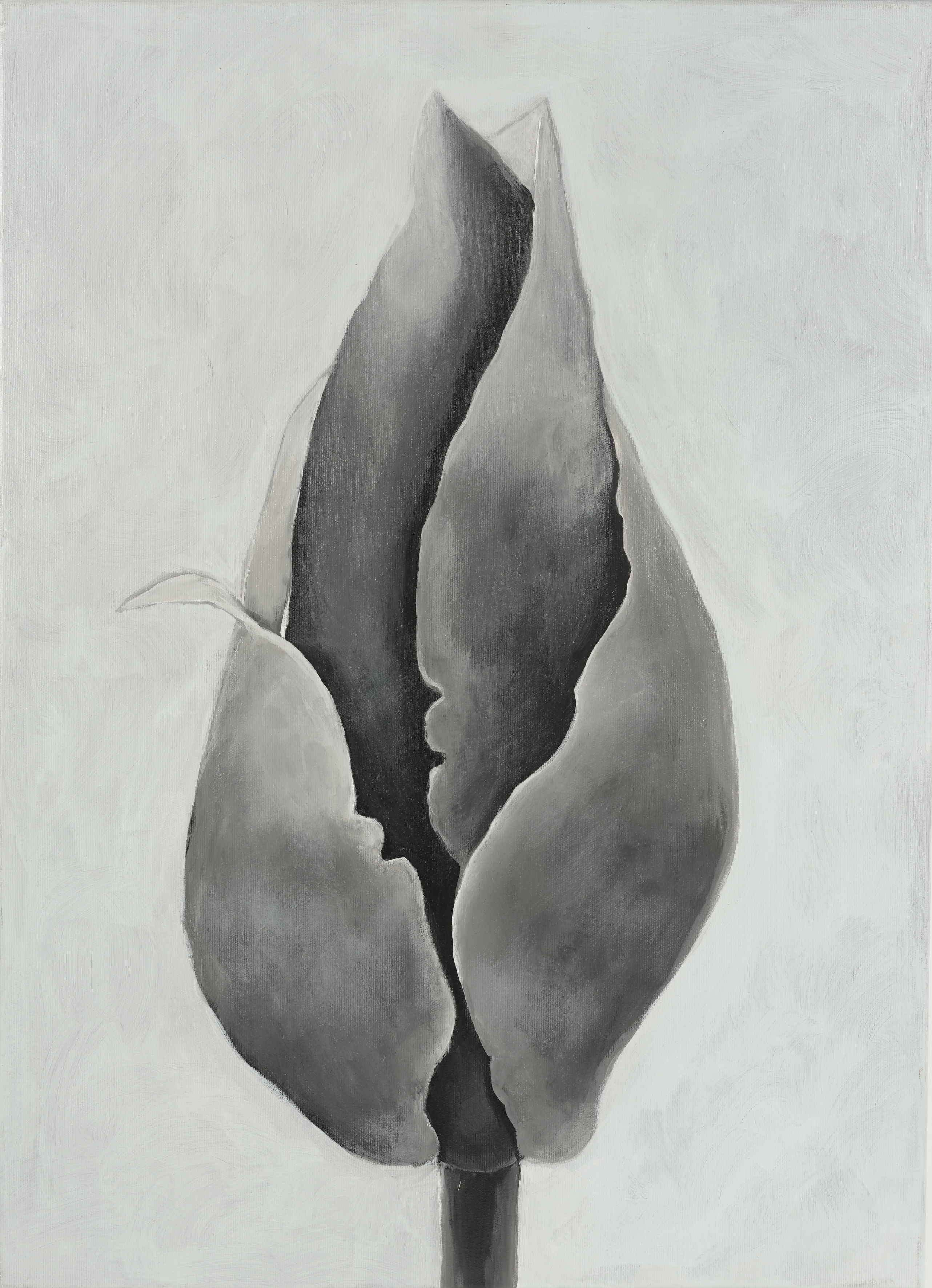 Magnolia