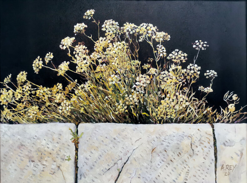 Crohmum maritinum