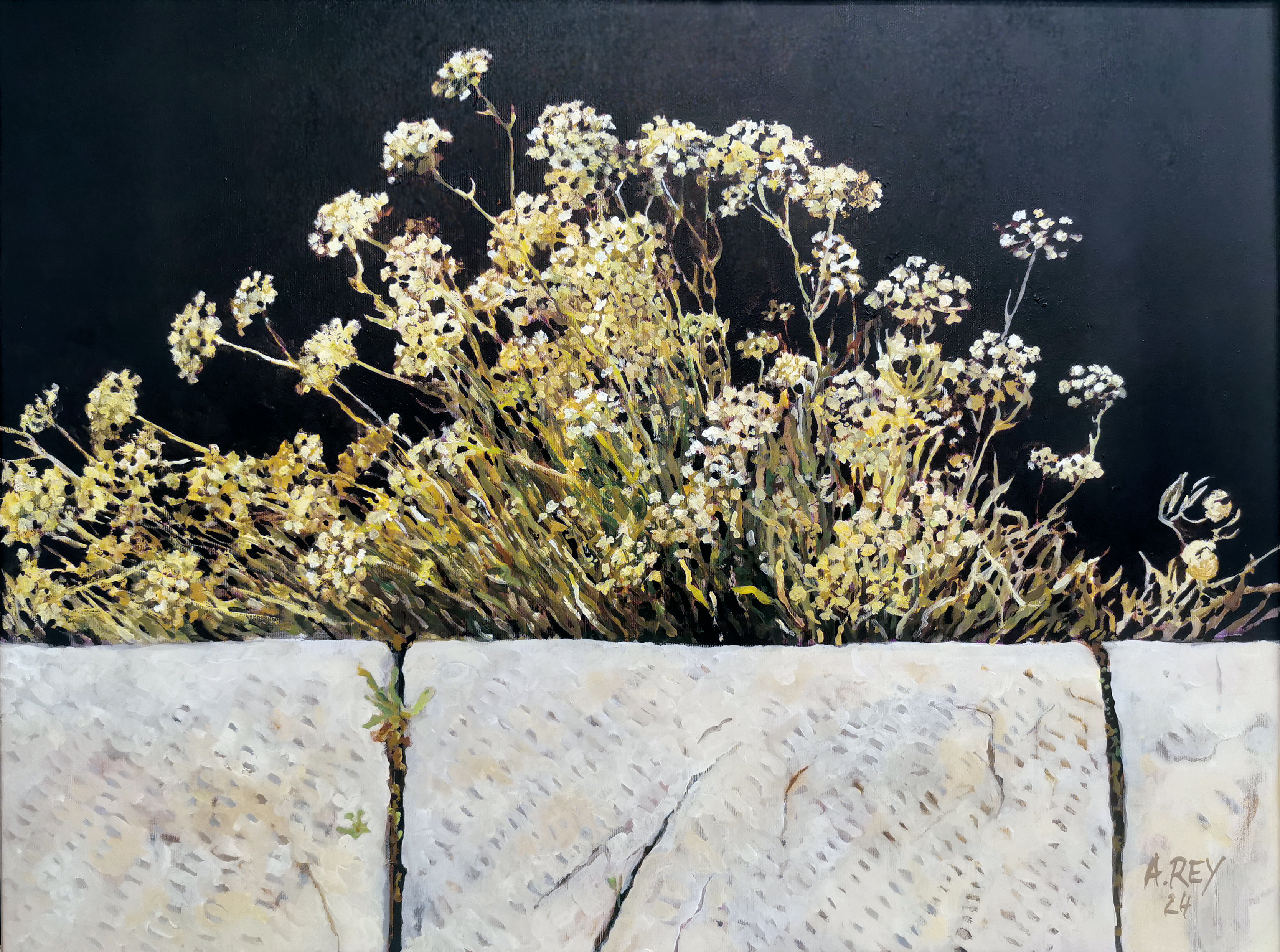 Crohmum maritinum